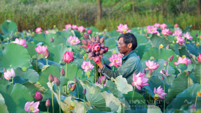 “Vua” sen xứ Huế với bí quyết trồng sen không sâu bệnh, mỗi năm thu nửa tỷ đồng, say mê thiện nguyện  - Ảnh 3.