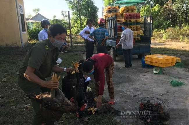 TT-Huế: “Giải cứu” hơn 10.000 con gà, hàng chục tấn bưởi bí đầu ra do dịch Covid-19  - Ảnh 1.