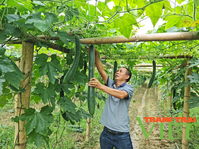 Nông thôn Tây Bắc: Hội Nông dân tỉnh Điện Biên đồng hành cùng nông dân phát triển sản xuất   - Ảnh 3.