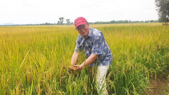 Giảm lượng phân bón - đòi hỏi tất yếu của sản xuất (bài 2): Người trồng lúa than khó - Ảnh 1.