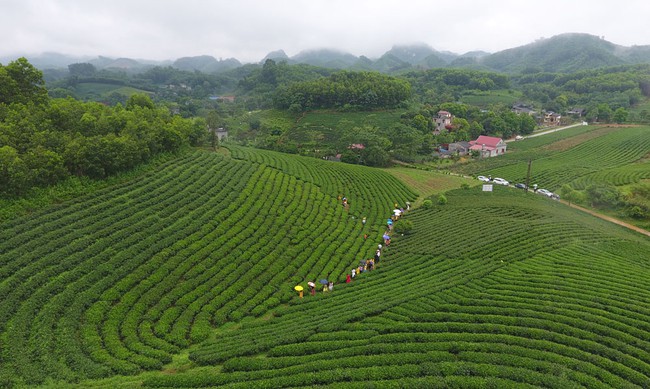 Hồi sinh thương hiệu chè Sông Cầu - Ảnh 1.