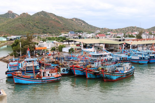 Ninh Thuận: khẩn trương triển khai các biện pháp ứng phó áp thấp nhiệt đới - Ảnh 4.