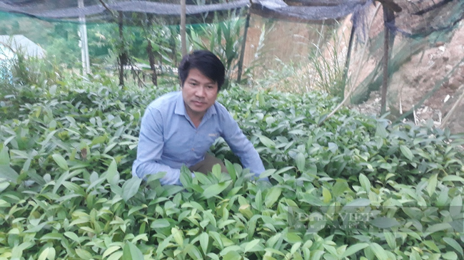 Lào Cai: Nông dân Việt Nam xuất sắc năm 2021 là người trồng quế giỏi nơi lưng đồi Bẳn Lắp - Ảnh 4.