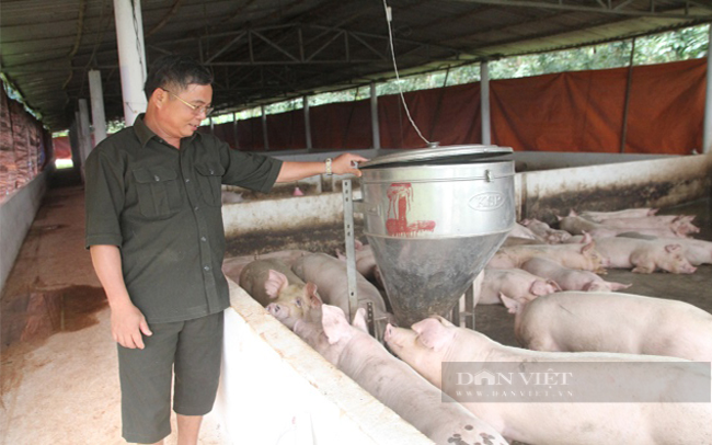Một hộ chăn nuôi heo ở huyện Bù Đốp, tỉnh Bình Phước. Ảnh: Quang Trung