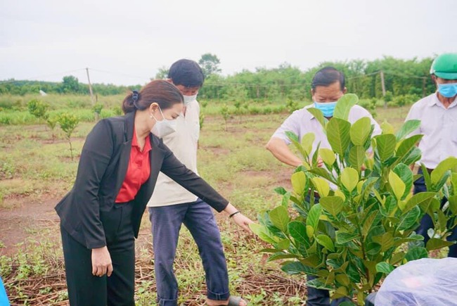 Trồng mít nghệ Thanh Sơn ứng dụng chế phẩm vi sinh: Nâng giá trị nông sản, nông dân tăng thu nhập - Ảnh 1.