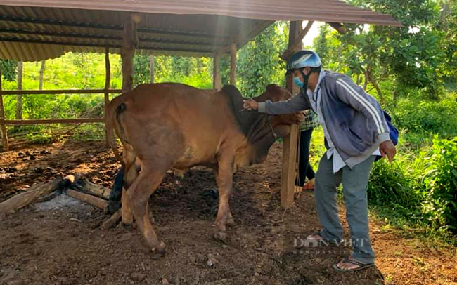 Cán bộ thú y tiêm phòng vaccine cho đàn bò ở huyện Bù Đốp, Bình Phước. Ảnh: Trần Khánh