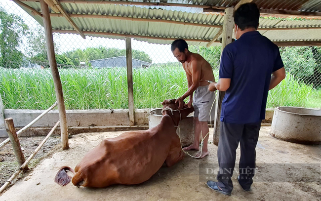 Tiêm phong vaccine viêm da nổi cục trâu bò ở tỉnh Tây Ninh. Ảnh: Minh Dương