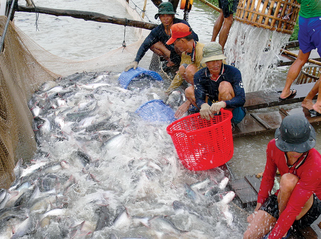 Trung Quốc đột ngột giảm mua thủy sản từ Việt Nam và châu Á khiến giá cá tăng tới 50%  - Ảnh 1.