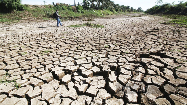 Lo xâm nhập mặn ảnh hưởng 210.000 ha lúa, cây ăn trái và mô hình nuôi tôm ở miền Tây - Ảnh 1.