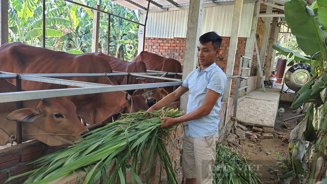 Quảng Nam: Nhiều thanh niên khởi nghiệp bằng nuôi bò, thả cá đã vươn lên làm giàu - Ảnh 3.