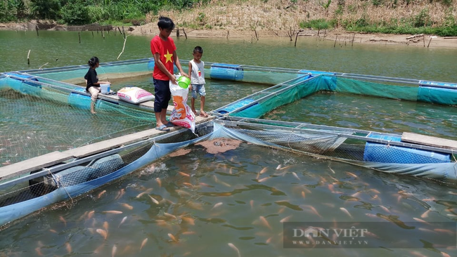 Quảng Nam: Nhiều thanh niên khởi nghiệp bằng nuôi bò, thả cá đã vươn lên làm giàu - Ảnh 4.