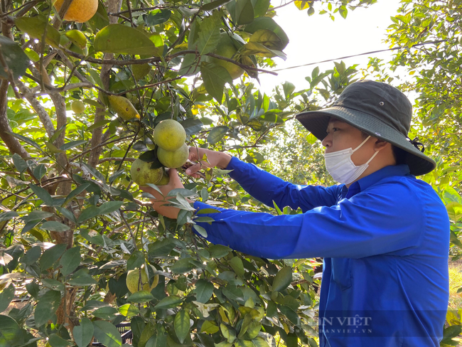 TT-Huế: 100 tấn cam bí đầu ra do dịch Covid-19, Hội Doanh nhân trẻ giúp dân tiêu thụ - Ảnh 3.