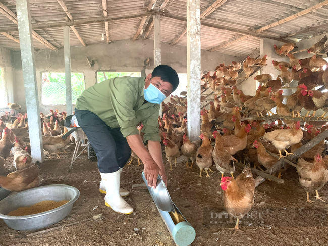 Quảng Bình: Nông dân Việt Nam xuất sắc 2021 là người khai hoang đồi cát xây trang trại nuôi lợn, gà, vịt - Ảnh 4.