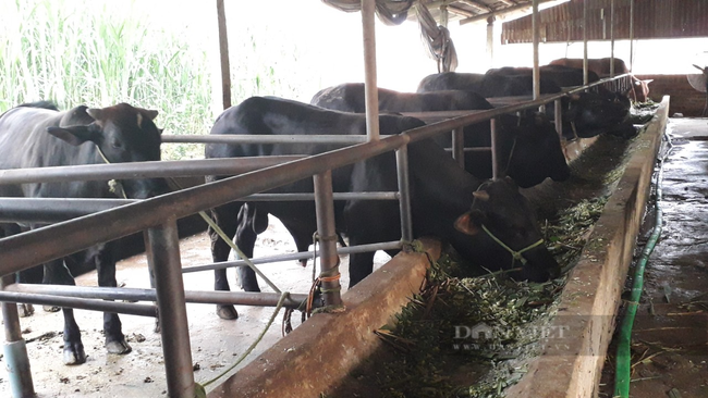 Hội nông dân Thái Nguyên: Đẩy mạnh hỗ trợ phát triển những mô hình kinh tế chủ lực  - Ảnh 2.