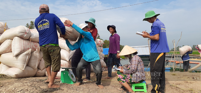 Giá phân bón tăng dựng đứng, vua lúa Đồng Tháp Mười than bí đường trồng lúa kiếm lời - Ảnh 6.