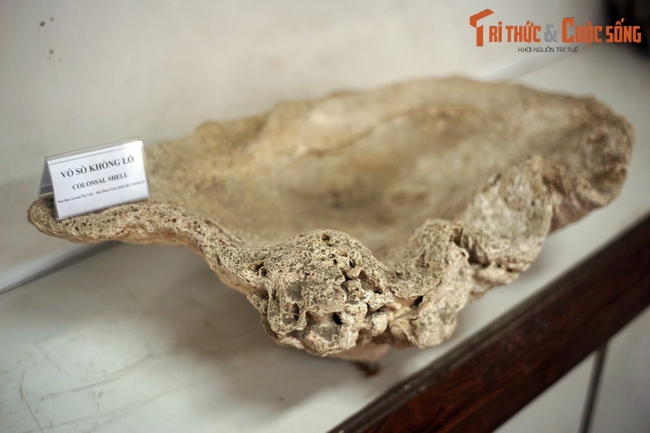 Những mẫu vật kỳ lạ trong bảo tàng ít người biết ở Sài Gòn - Ảnh 10.