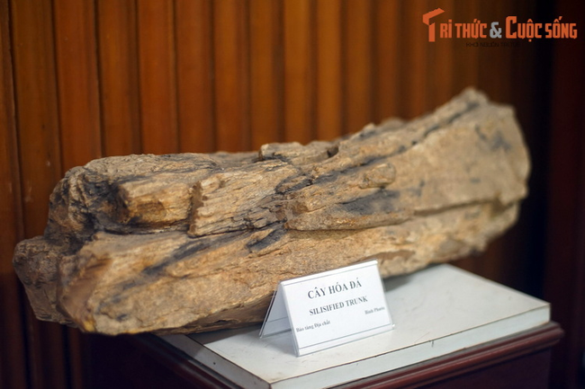 Những mẫu vật kỳ lạ trong bảo tàng ít người biết ở Sài Gòn - Ảnh 13.
