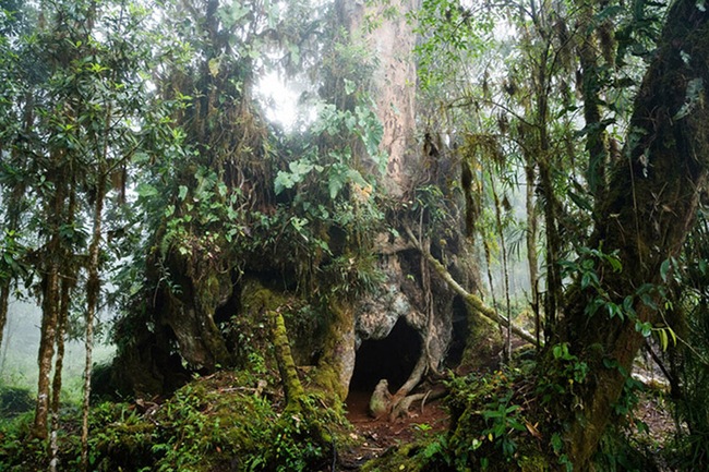 Costa Rica: Tuyến đường ám ảnh xuyên rừng mây lên “Núi Chết chóc” bí hiểm - Ảnh 4.