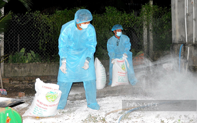 Lực lượng thú y huyện Tân Biên, Tây Ninh rải vôi tiêu độc khử trùng chuồng trại chăn nuôi sau khi tiêu hủy heo nhiễm bệnh. Ảnh: Minh Dương