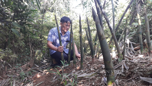 Thái Nguyên: Loại cây gì mà nông dân ở đây rủ nhau trồng, khi bán giá cao ngất ngưởng  - Ảnh 2.