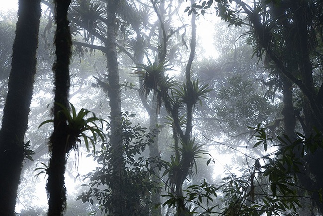 Costa Rica: Tuyến đường ám ảnh xuyên rừng mây lên “Núi Chết chóc” bí hiểm - Ảnh 1.