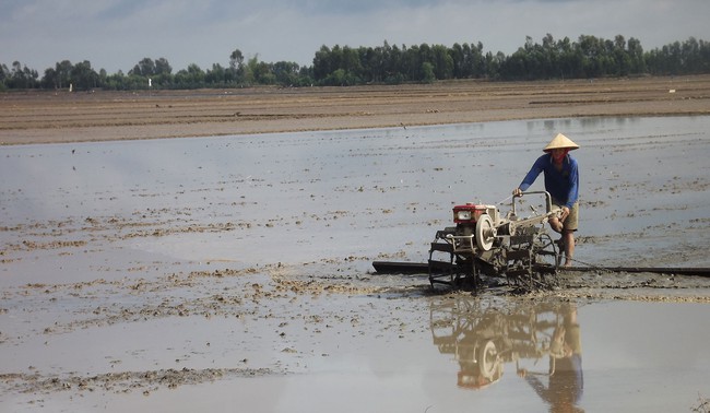 Ứng dụng kỹ thuật mới giảm chi phí sản xuất lúa - Ảnh 3.