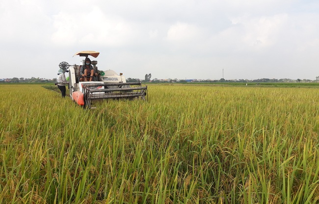 Nam Định: Năng suất lúa cao nhất 5 năm trở lại, người nông dân phấn khởi đón vụ mùa bội thu - Ảnh 1.
