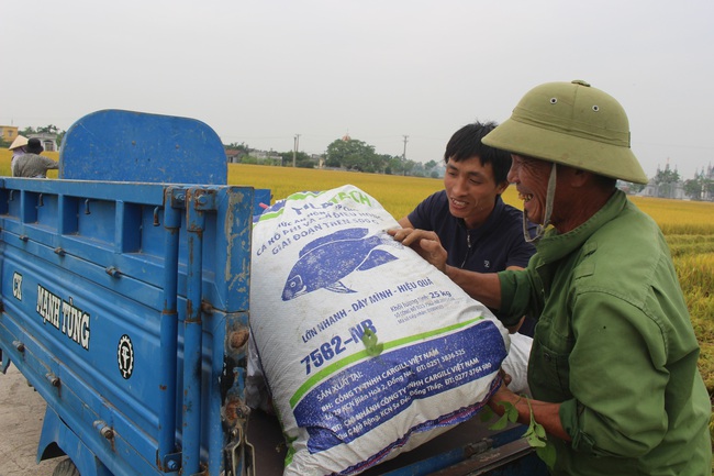 Nam Định: Năng suất lúa cao nhất 5 năm trở lại, người nông dân phấn khởi đón vụ mùa bội thu - Ảnh 2.