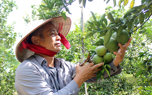 Trái cây có muối là một trong những đặc sản của nông nghiệp tỉnh Bình Dương. Trong ảnh: Nông dân chăm sóc vườn cam ở huyện Dầu Tiếng. Ảnh Nguyên Vỹ