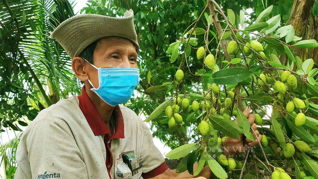 Cần Thơ: Vào mùa thu hoạch cà na nhưng bán không ai mua, trái rụng đầy vườn - Ảnh 1.