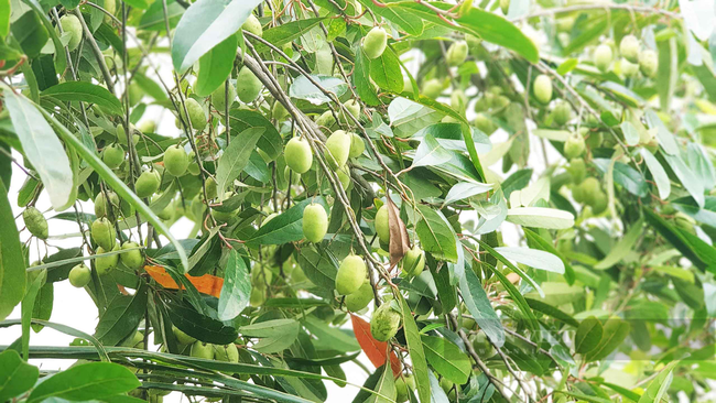 Cần Thơ: Vào mùa thu hoạch cà na nhưng bán không ai mua, trái rụng đầy vườn - Ảnh 2.