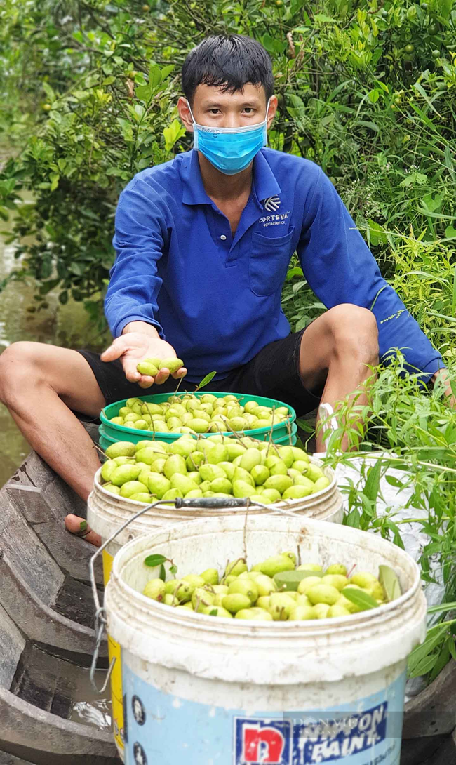 Cần Thơ: Vào mùa thu hoạch cà na nhưng bán không ai mua, trái rụng đầy vườn - Ảnh 5.