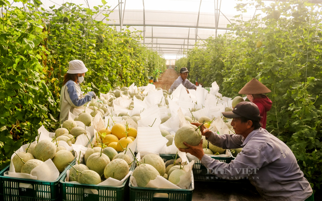 Thu hoạch dưa lưới tại Khu Nông nghiệp ứng dụng công nghệ cao An Thái, xã An Thái, huyện Phú Giáo, Bình Dương. Ảnh Trần Khánh.