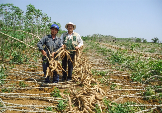 Đang mua 2 triệu tấn sắn Việt Nam, Trung Quốc đột ngột chuyển sang mua của Thái Lan - Ảnh 1.