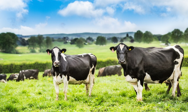 Nutifood độc quyền đưa 100% sữa New Zealand bò ăn cỏ tự nhiên về Việt Nam - Ảnh 1.