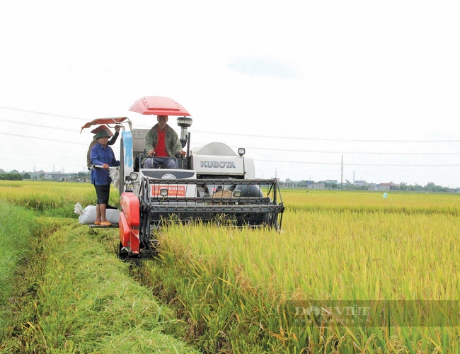 Sản xuất lúa miền Bắc thắng lớn - Ảnh 1.