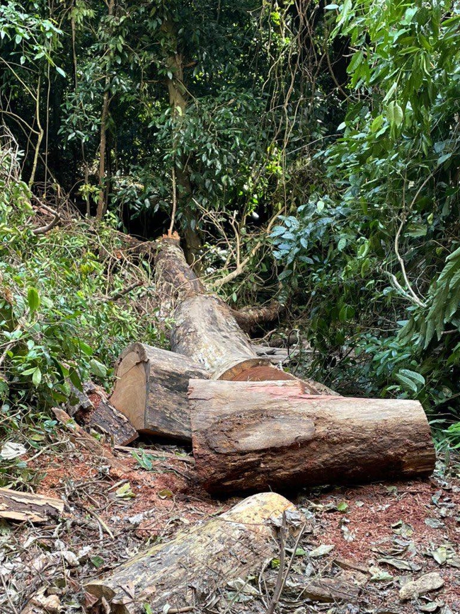 Gia Lai: Lâm tặc cưa hạ hàng loạt cây hương quý trong vườn Quốc gia Kon Ka Kinh - Ảnh 1.
