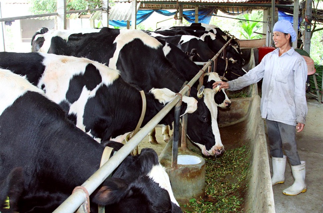Liên kết bò sữa theo chuỗi: Cả doanh nghiệp, nông dân đều &quot;khỏe&quot; - Ảnh 1.