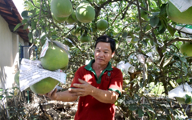 Nông dân trồng đặc sản bưởi đường lá cam trên cù lao Bạch Đằng. Ảnh: Khải Anh