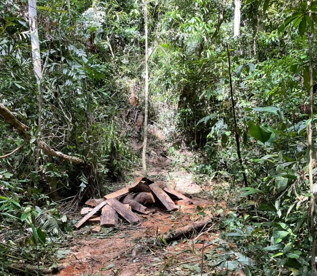 Vụ khai thác 7 cây gỗ hương quý trong Vườn Quốc gia Kon Ka Kinh: Tạm giữ 2 đối tượng - Ảnh 2.