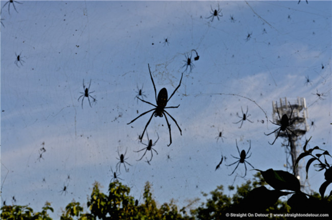 Giải mã bí ẩn những “cơn mưa nhện” kỳ quái tấn công Trái đất - Ảnh 1.