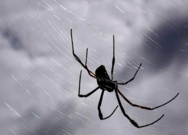 Giải mã bí ẩn những “cơn mưa nhện” kỳ quái tấn công Trái đất - Ảnh 3.