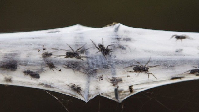 Giải mã bí ẩn những “cơn mưa nhện” kỳ quái tấn công Trái đất - Ảnh 7.
