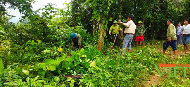 Lai Châu: Nậm Manh giữ rừng - Ảnh 2.