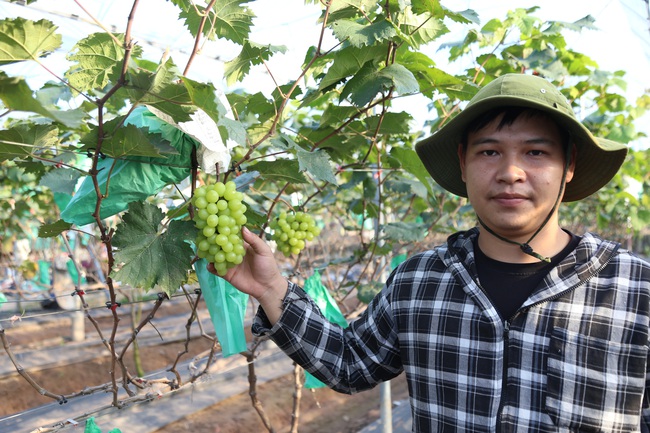 CLIP: Anh nông dân chinh phục giống nho mẫu đơn Nhật Bản, mùa đầu tiên đã thu 300 triệu đồng tại Hà Nam - Ảnh 2.