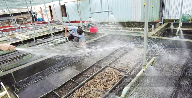 Cận cảnh cách tắm lươn vừa nhanh vừa sạch giúp anh nông dân miền Tây bỏ túi nửa tỷ đồng mỗi năm - Ảnh 3.