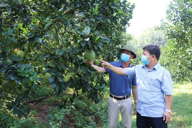 Phát triển du lịch từ... những vườn cây  - Ảnh 1.