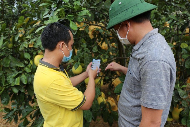 Xúc tiến thương mại trực tuyến cho nông sản: Mùa dịch vẫn đưa nông  sản đi xa - Ảnh 1.