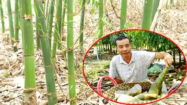 Ông Nguyễn Kim Thành bên vườn tre của hợp tác xã. Ảnh: Trần Khánh