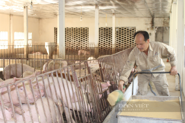 Nam Định: Nông dân Việt Nam xuất sắc 2021 nuôi lợn cho ăn thảo dược, bán đắt như tôm tươi trăn trở với... đầu ra - Ảnh 1.